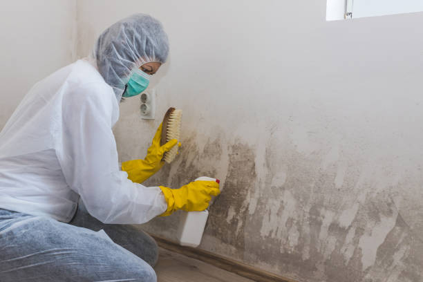 Best Crawl Space Mold Removal  in Stanley, VA