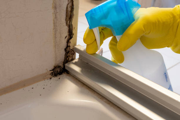 Professional Mold Removal in Stanley, VA