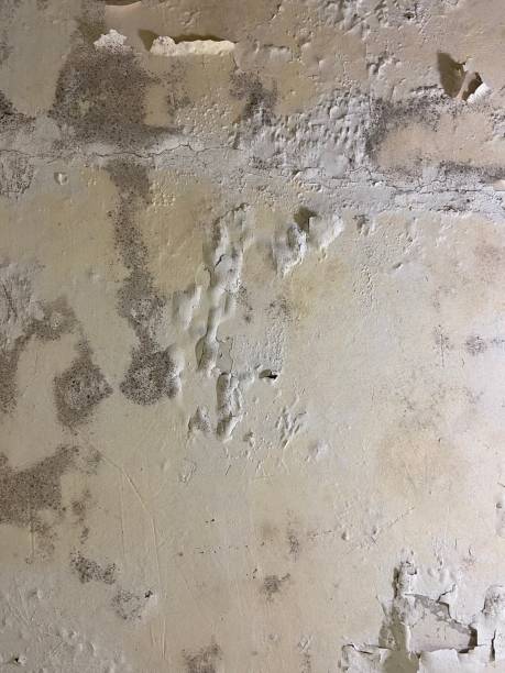 Crawl Space Mold Removal in Stanley, VA