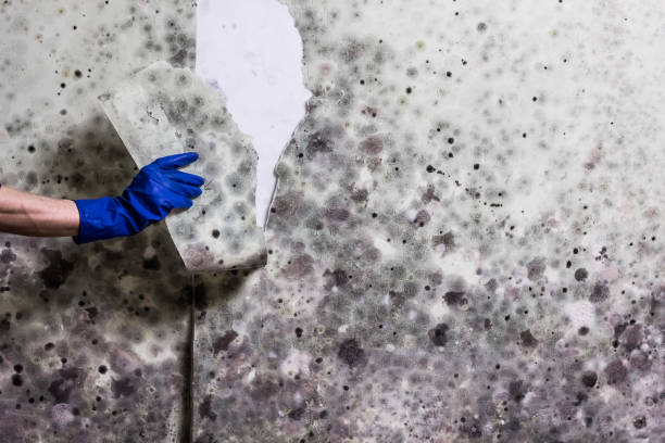 Best Professional Mold Removal  in Stanley, VA