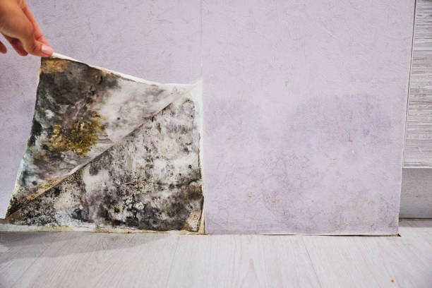 Best Mold Testing  in Stanley, VA